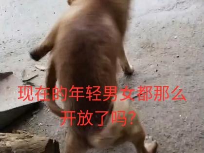 叼嗨视频2026