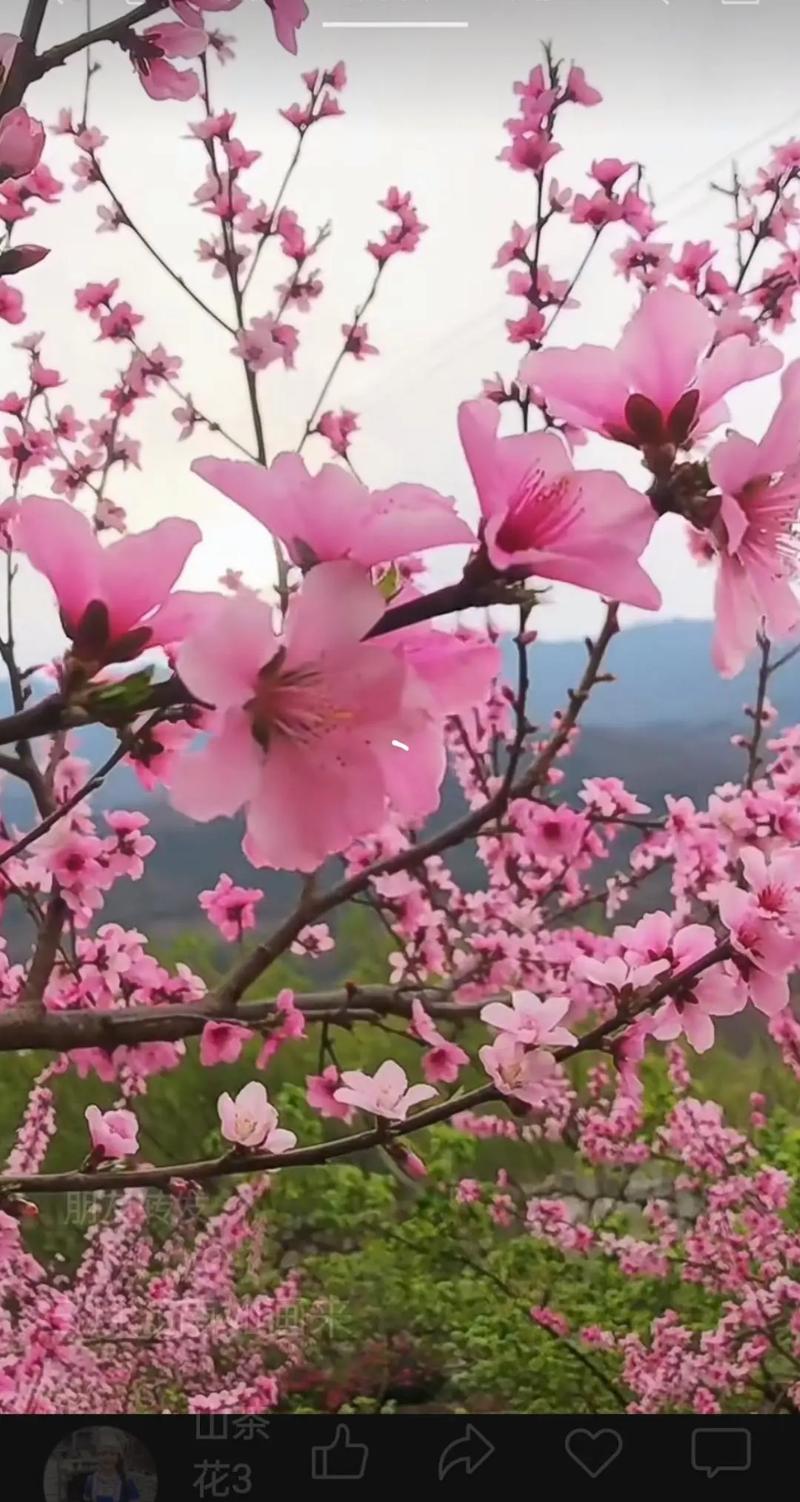 桃花视频2026