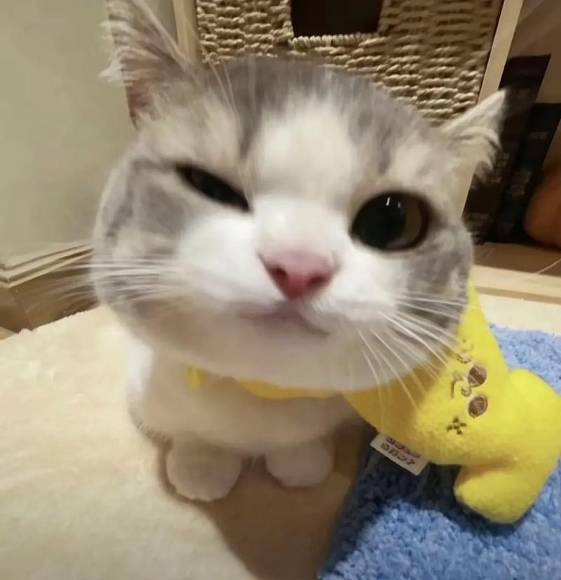 猫咪视频app下载2026
