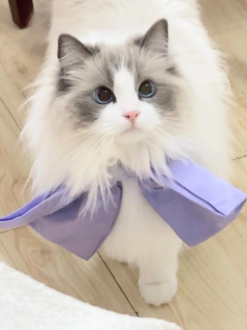 猫视频下载2026