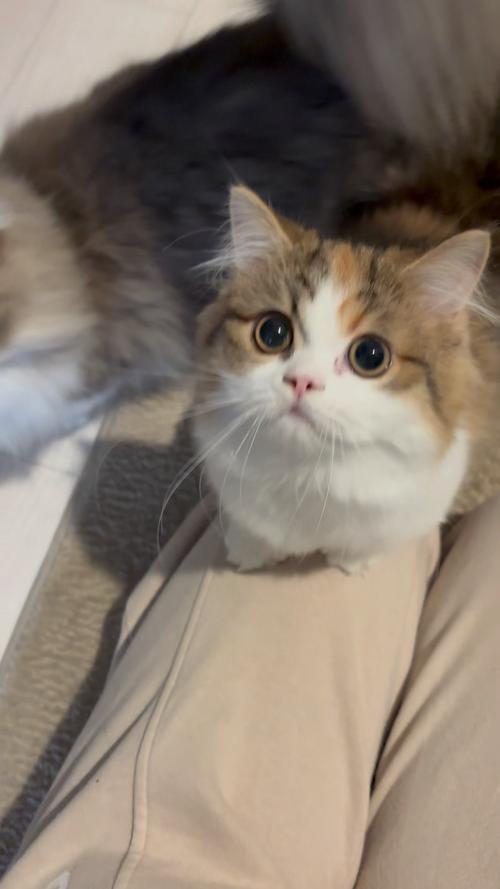 猫视频下载2026
