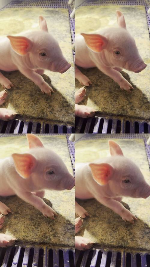 小猪视频app下载2026