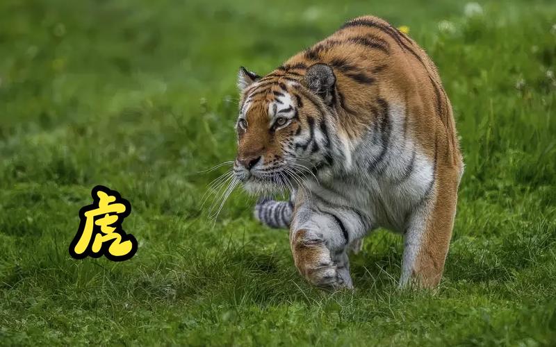 老虎视频2026