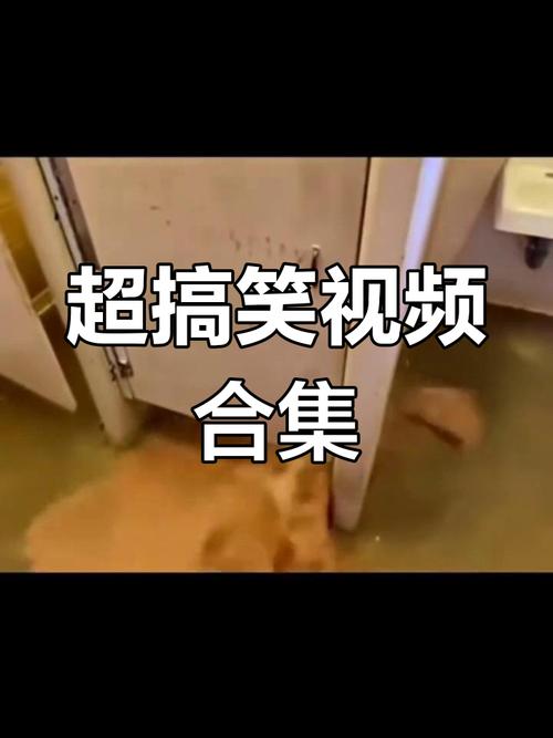 搞笑视频 下载2026