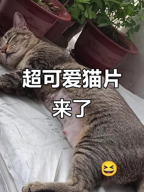 猫咪视频app下载2026