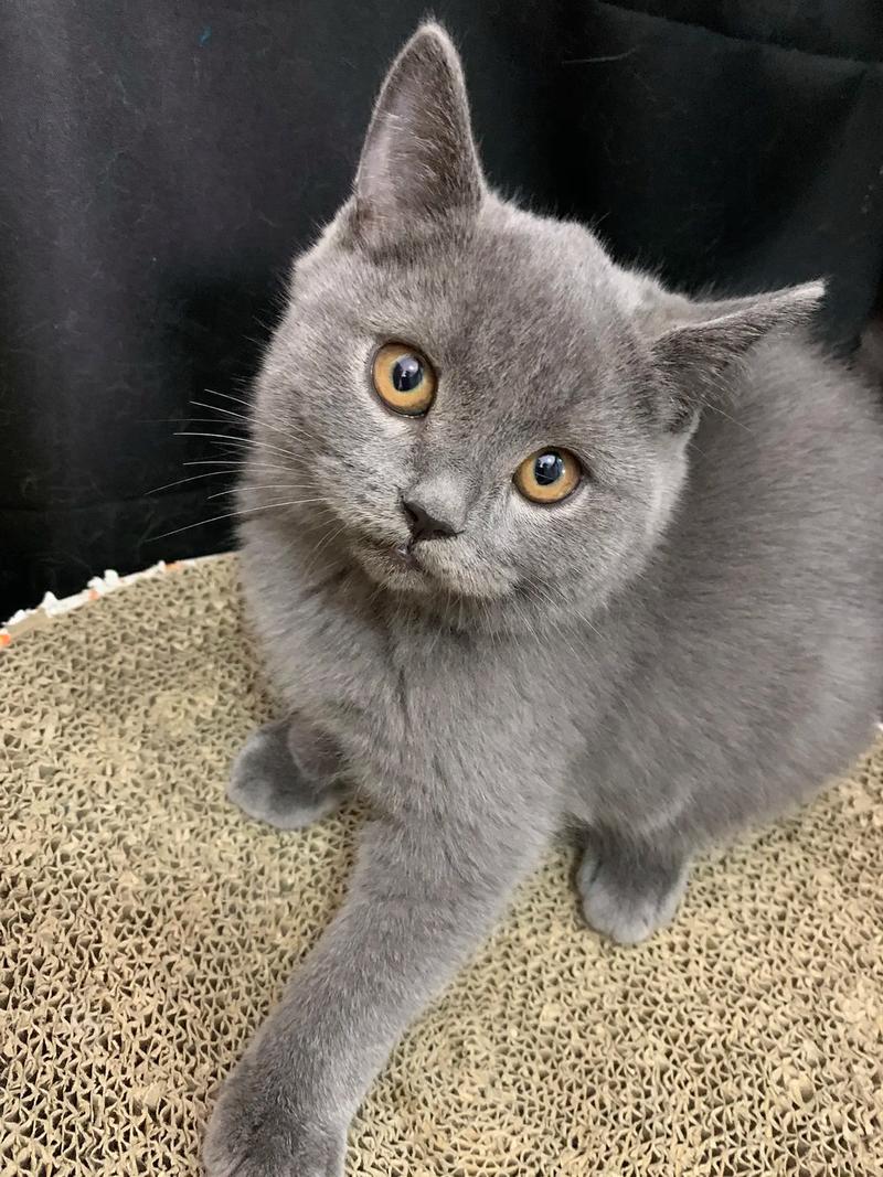 蓝猫视频2026