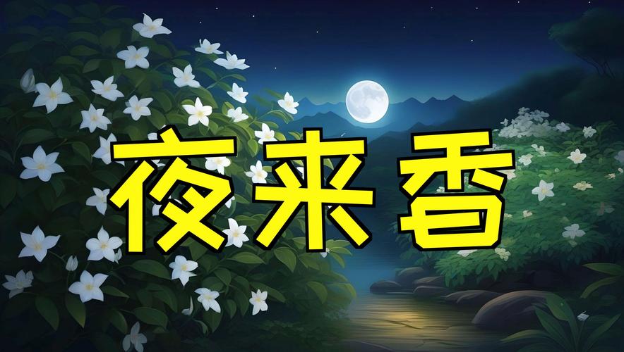夜来香视频2026