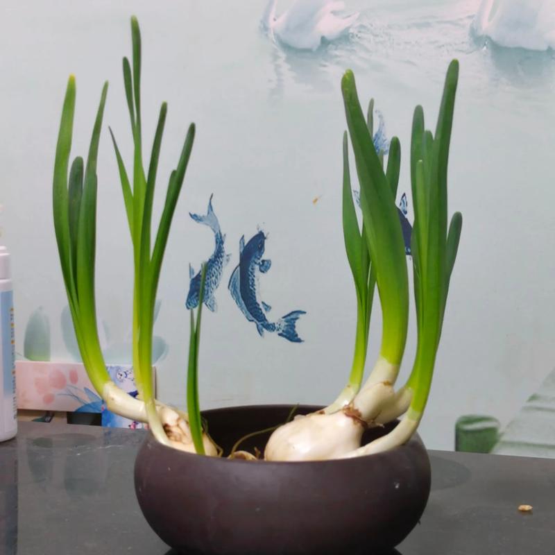 水仙视频2026