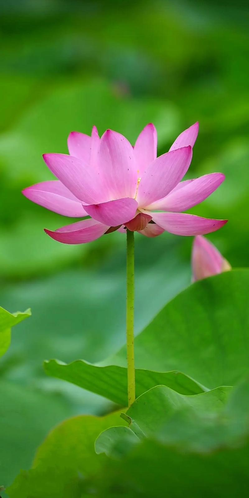 下载荷花2026