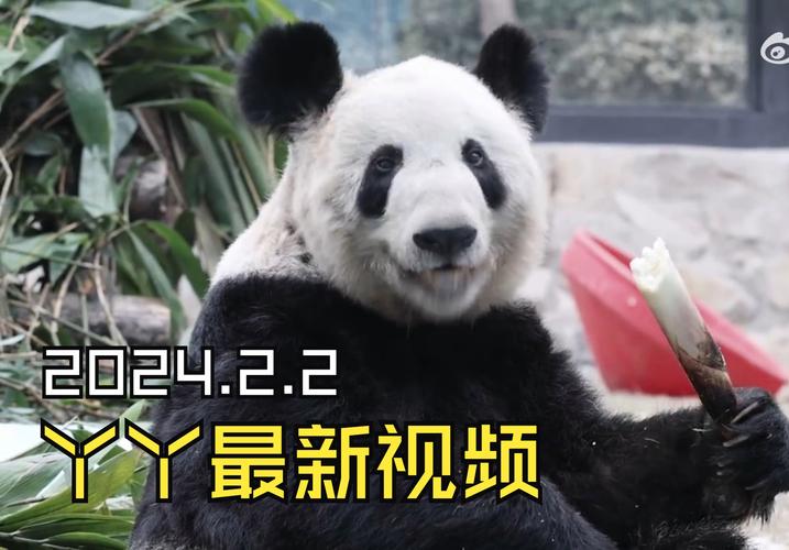 大熊猫视频2026