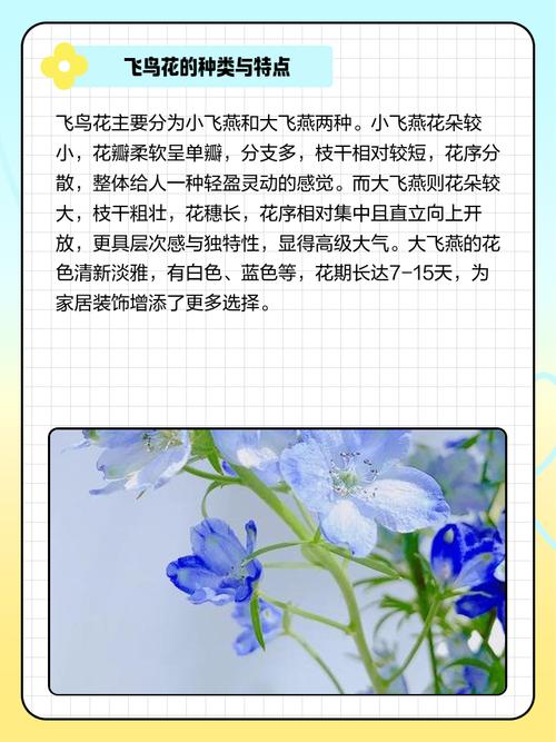 飞鸟2026