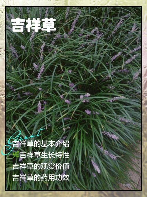 吉祥下载2026