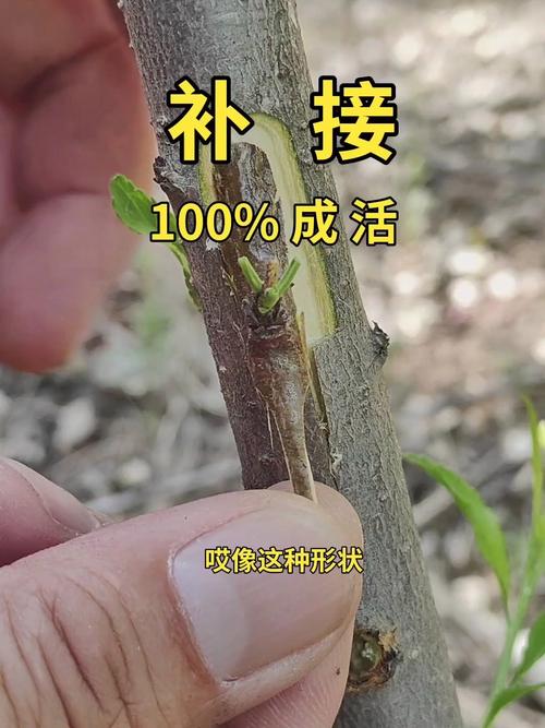下载方法2026