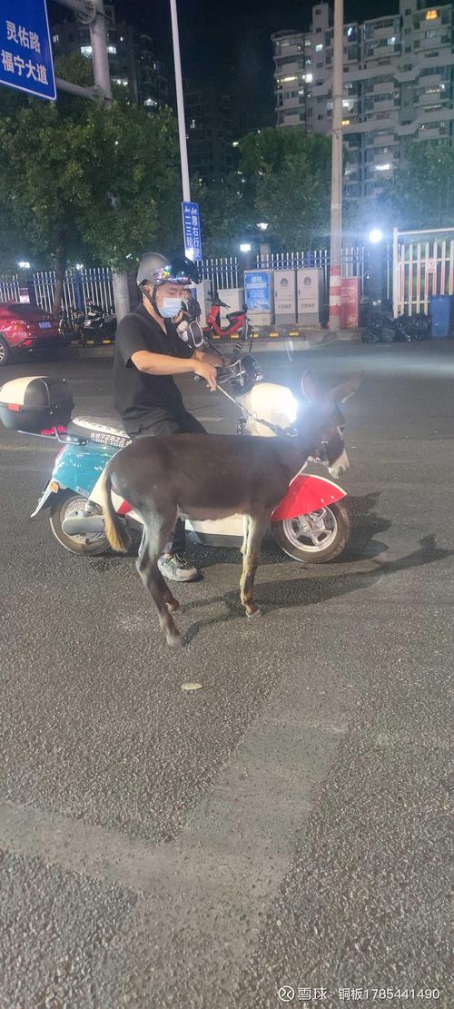 电驴2026