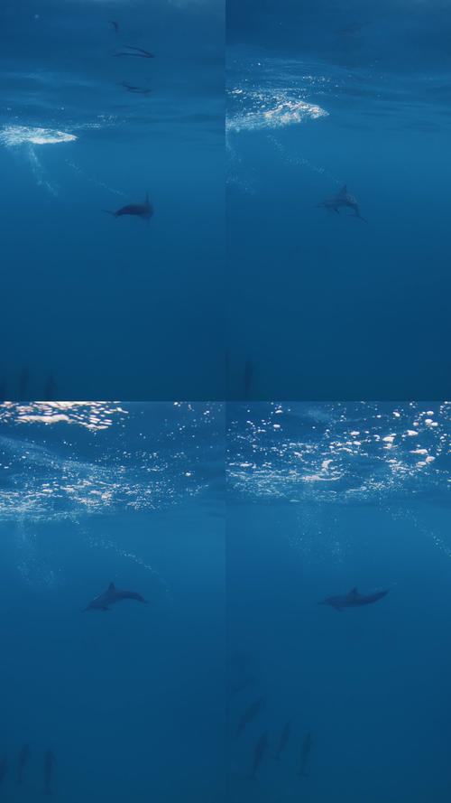 海洋视频2026