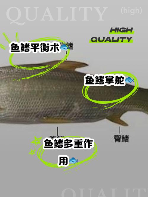 下载鱼2026