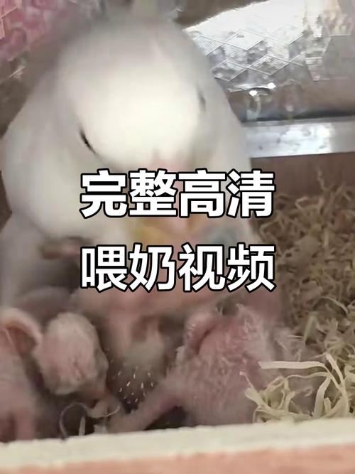 吃奶视频2026