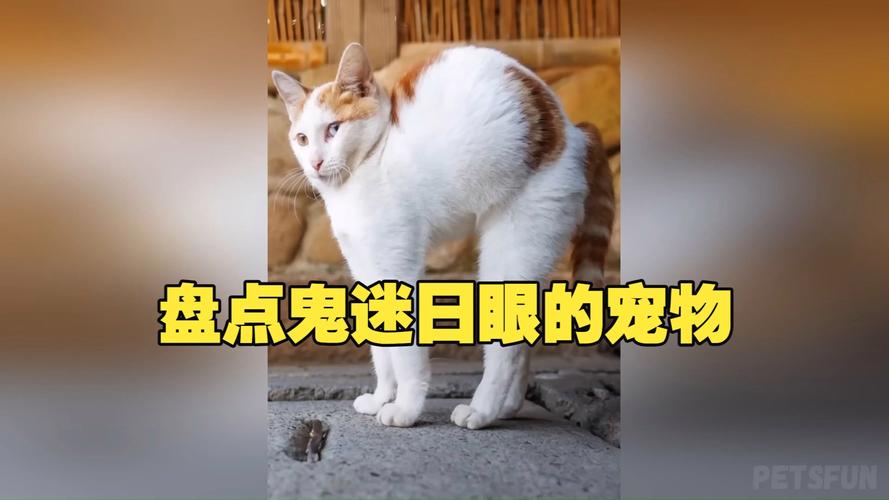 宠物视频2026