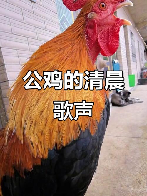 公鸡打鸣视频2026