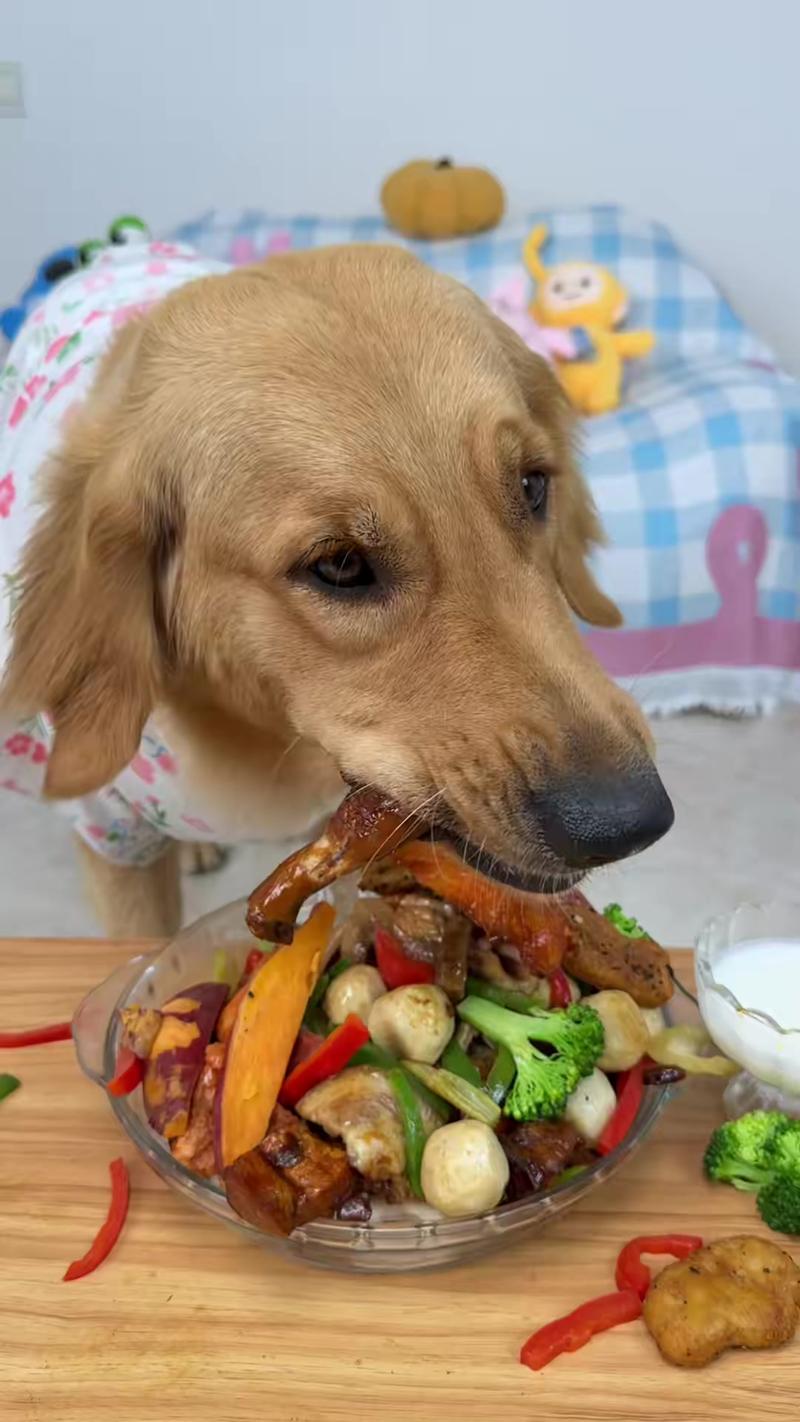 狗狗吃饭视频2026