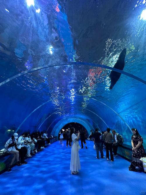 青岛海底世界视频2026