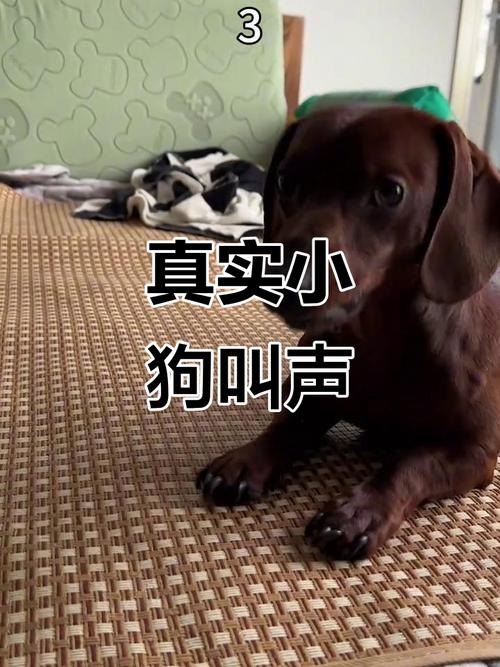 狗叫视频2026