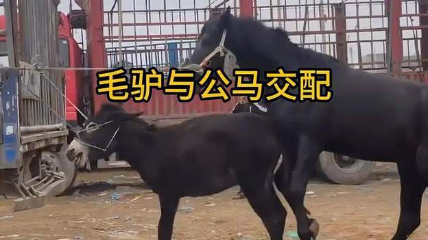马和驴交配视频2026