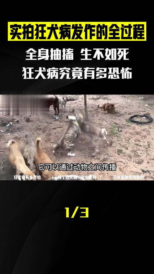 狂犬病发作视频2026
