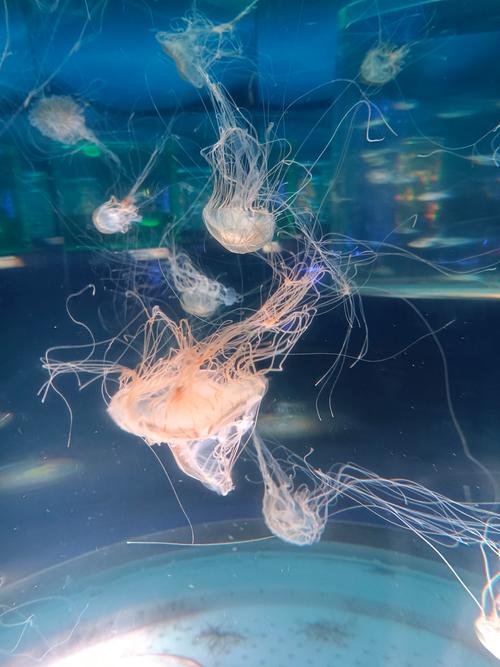 海洋生物视频2026