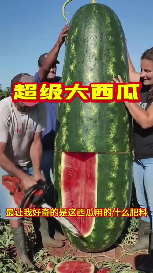 大西瓜 视频2026