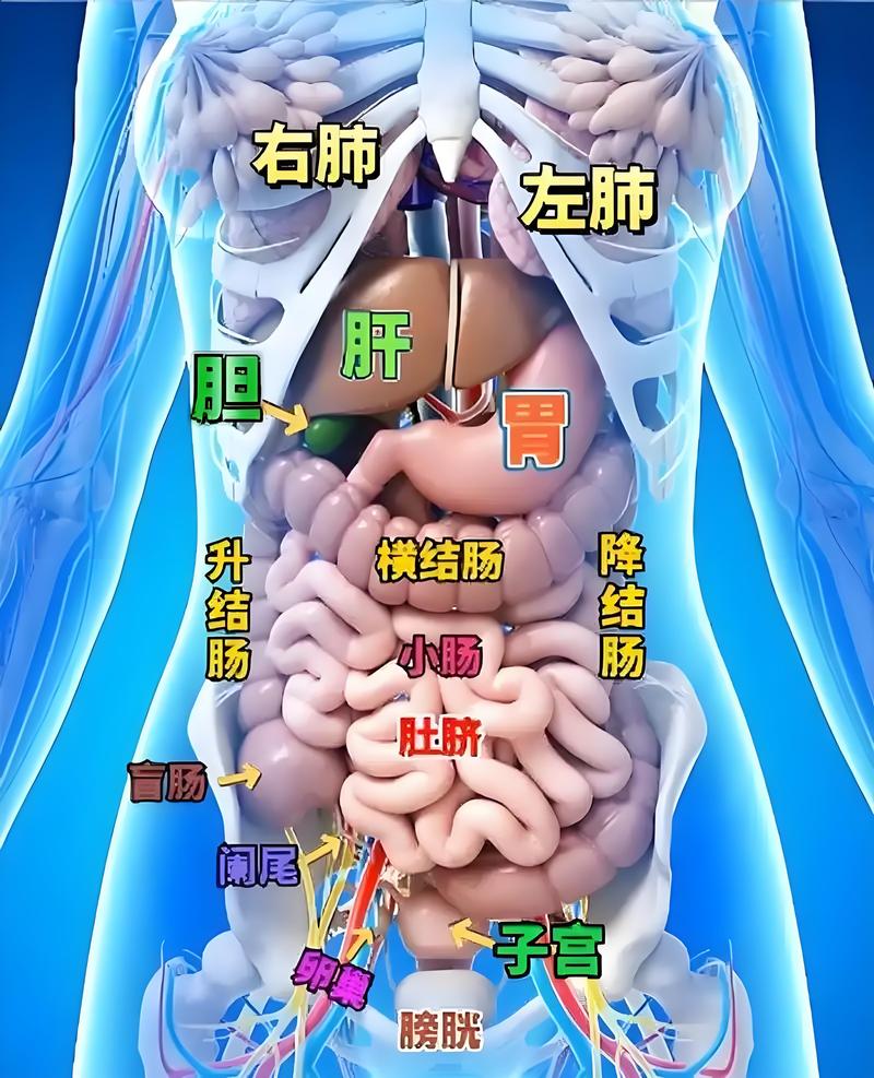 女性人体解剖学视频2026