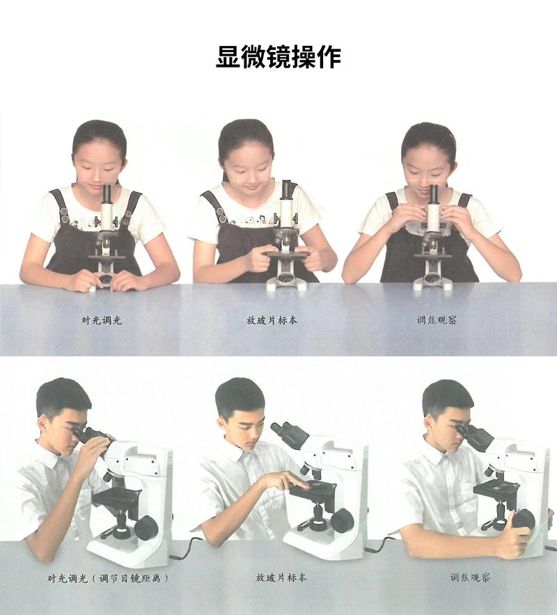 使用显微镜视频2026