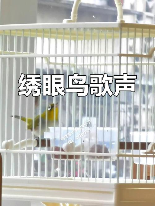 绣眼叫声视频2026
