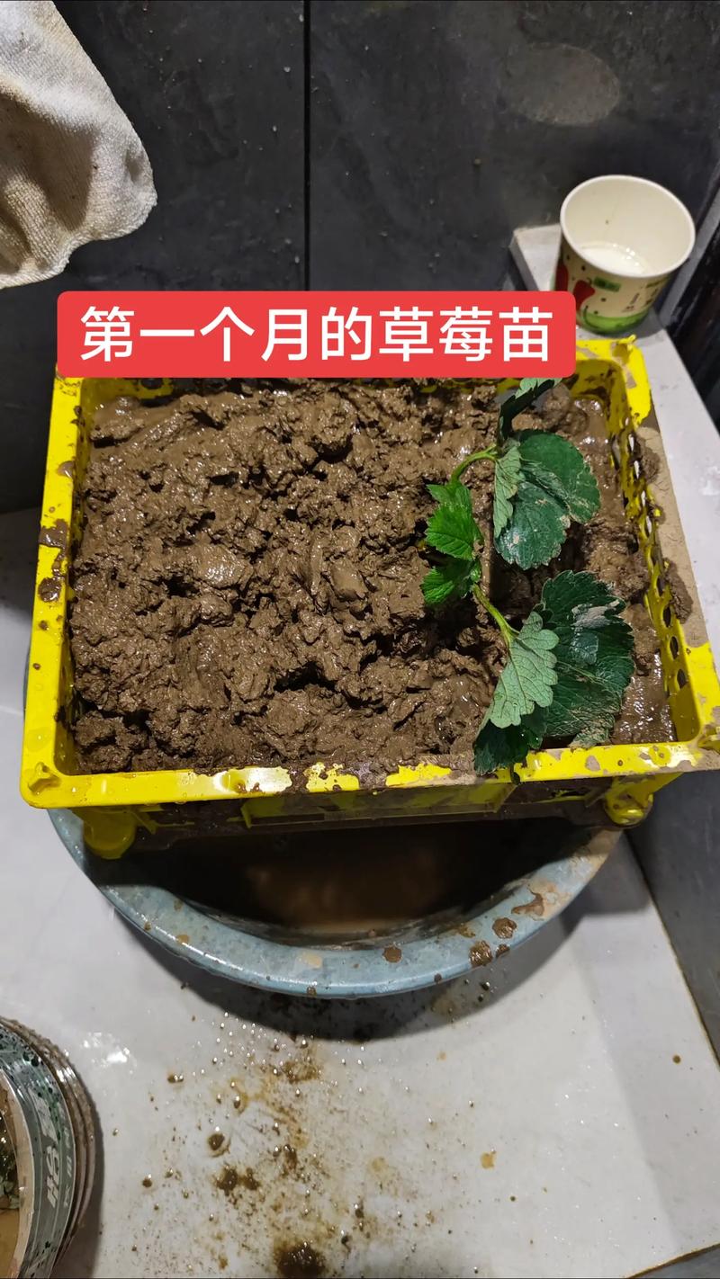 草莓育苗视频2026