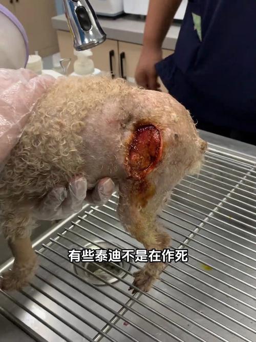 泰迪被咬视频2026