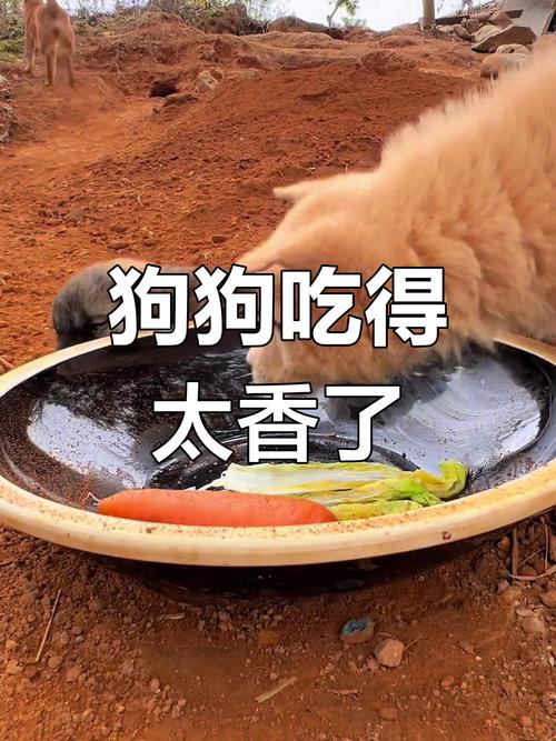 土狗吃饭视频2026