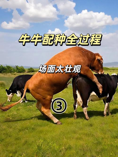 配牛视频2026