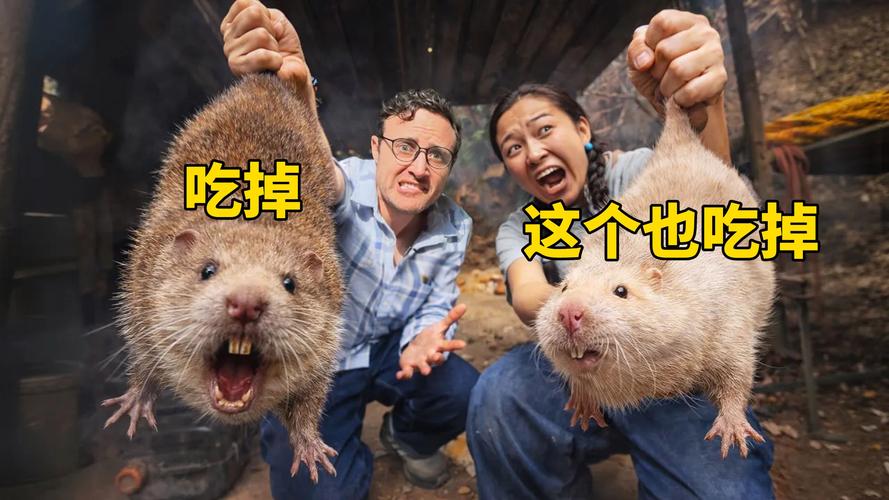竹鼠视频播放2026