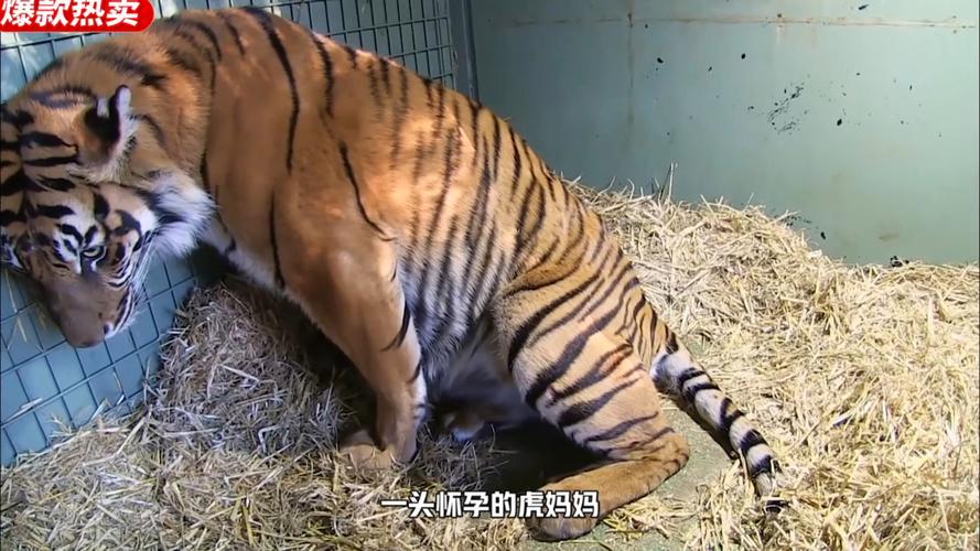 动物分娩视频2026