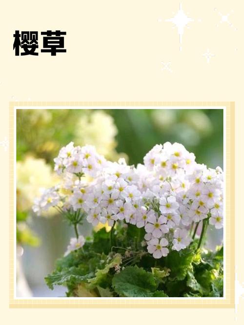 樱草视频2026
