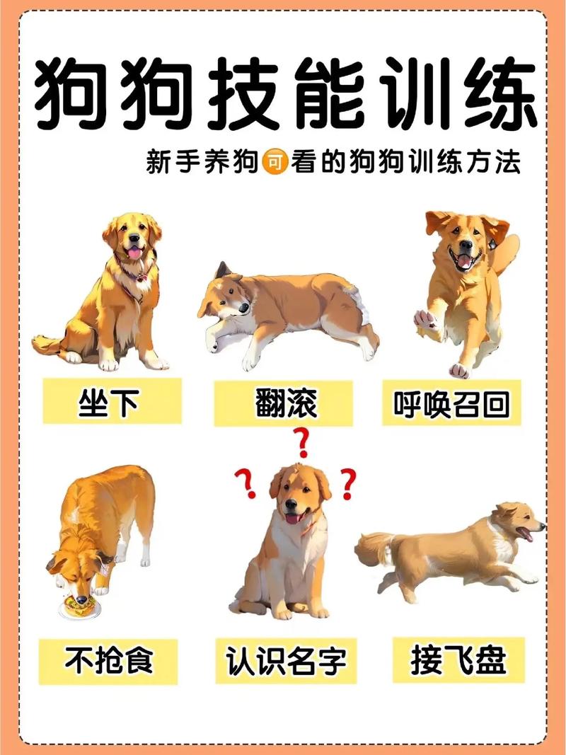 训犬教程视频2026