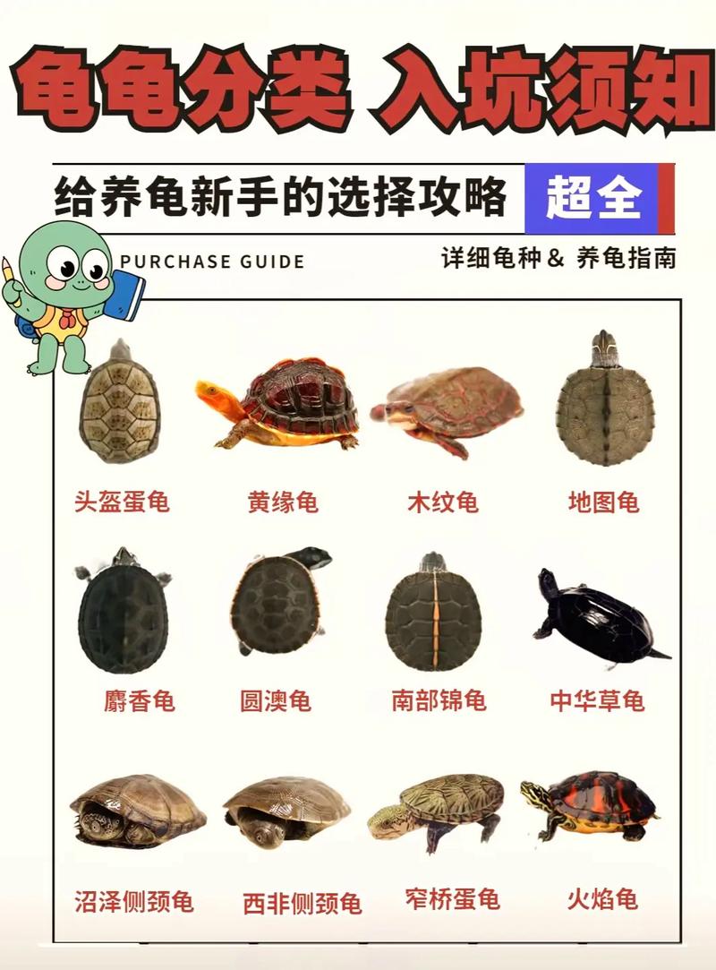 乌龟怎么养视频2026