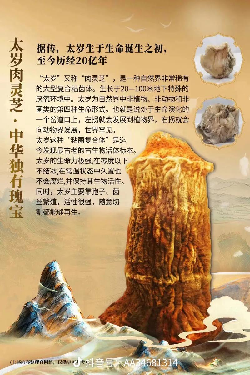 肉灵芝视频2026