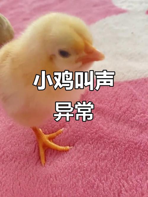 小鸡叫视频2026