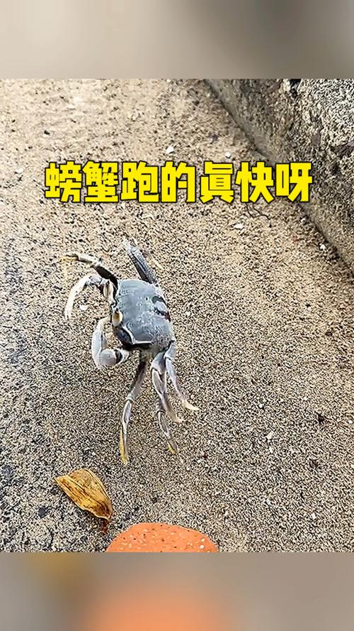 螃蟹走路视频2026
