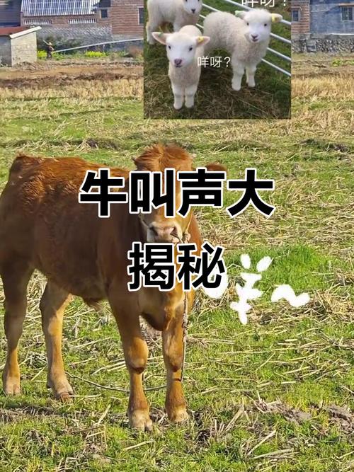 牛的叫声视频2026