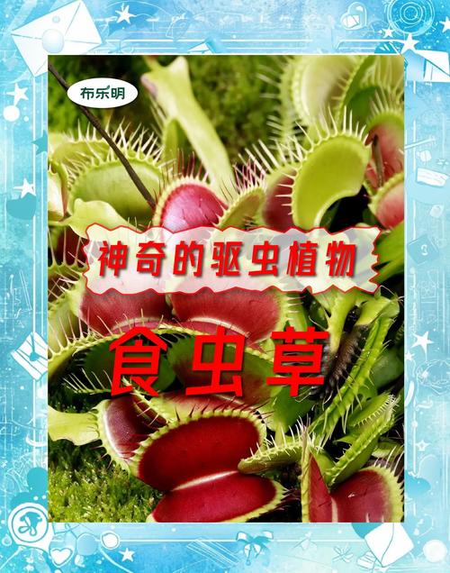 食虫草视频2026