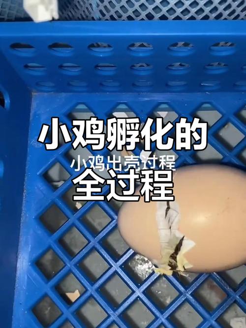 小鸡孵化过程视频2026