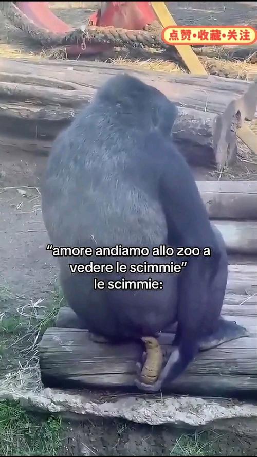 动物拉屎视频2026