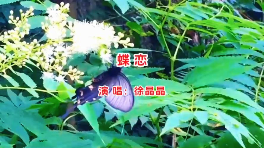 蝶恋花视频完整版2026